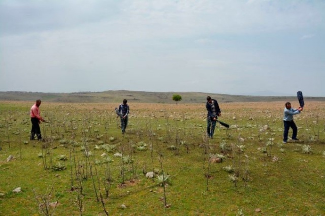 Uzmanlar önerdi: Çekirge istilasını bitirecekler!