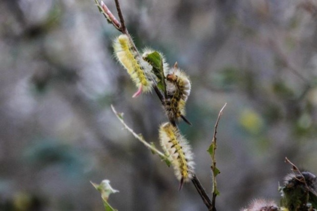 Tırtıl istilasına uğrayan ormanlar yeniden yeşerdi.