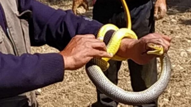 Eliyle yakaladı! Tam 1.5 metre.