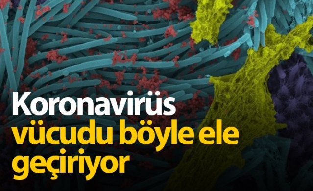 Koronavirüs vücudu böyle ele geçiriyor