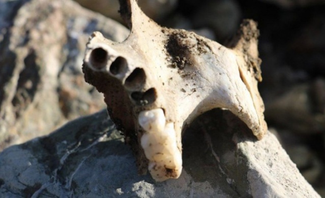 Sular çekilince insan kemikleri ortaya çıktı!