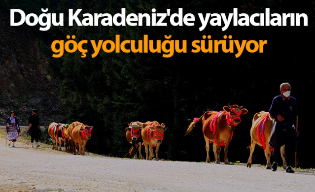 Doğu Karadeniz'de yaylacıların yerleşim yerlerine göç yolculuğu sürüyor