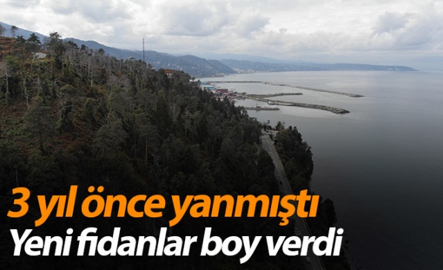 Sürmene Çamburnu ormanlarında yeni fidanlar boy verdi