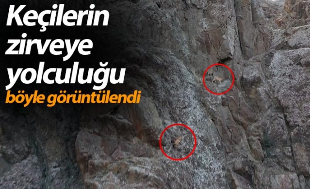 Keçilerin zirveye yolculuğu havadan görüntülendi.