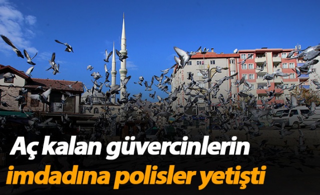 Gümüşhane'de aç kalan güvercinlerin imdadına polisler yetişti