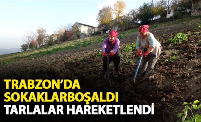 Trabzon'da sokaklar boşaldı tarlalarda hareketlilik var