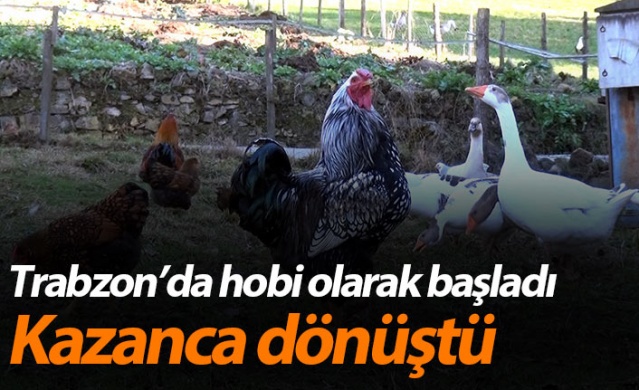 Trabzon'da süs tavuğu hobisi kazanca dönüştü