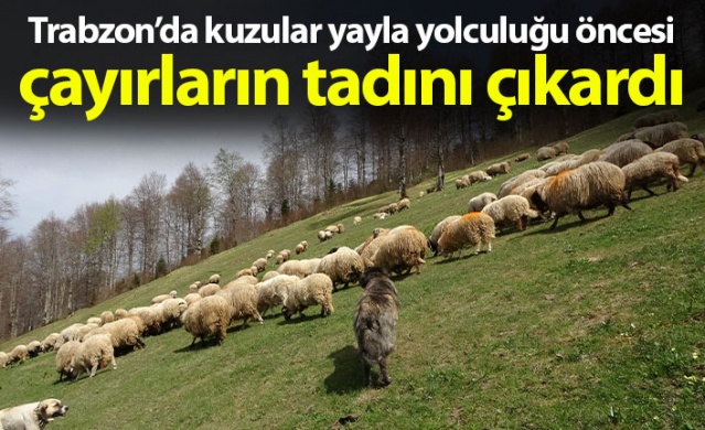 Trabzon'da kuzular yayla yolculuğu öncesi çayırların tadını çıkardı