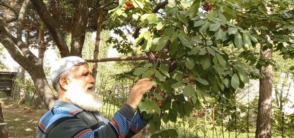 Karadeniz’in ilk kiraz hasadı Artvin’de yapıldı