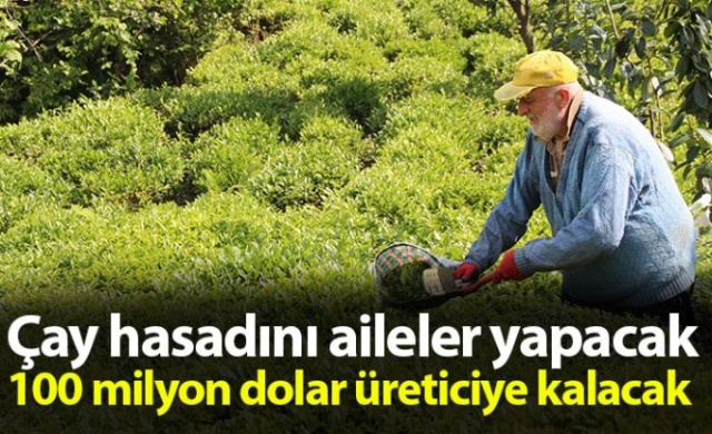 Çay hasadını aileler yapacak, parası üreticinin cebinde kalacak