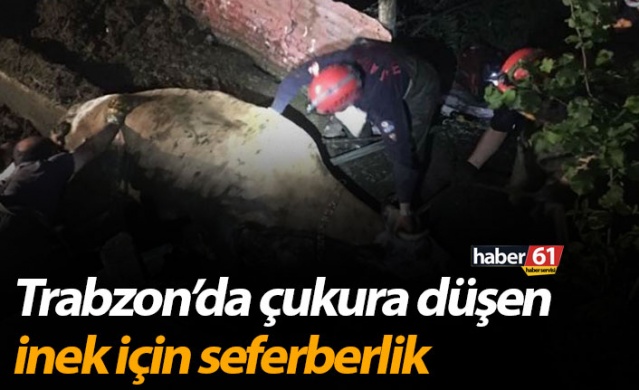 Trabzon’da çukura düşen inek için seferberlik