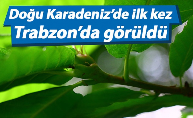 Doğu Karadeniz'de ilk kez Trabzon'da görüldü