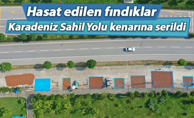 Hasat edilen fındıklar Karadeniz Sahil Yolu kenarına serildi.