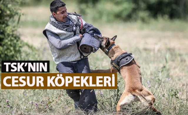 TSK'nın cesur keşif köpekleri. Foto Haber