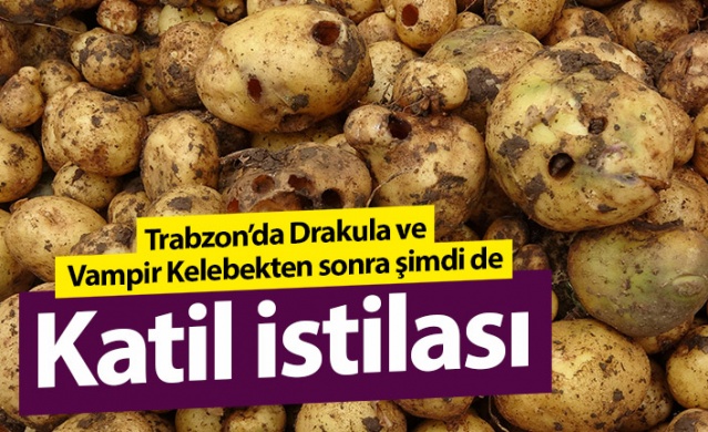 Trabzon'da "Katil Salyangoz" istilası