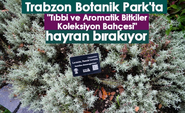 Trabzon Botanik Park'ta "Tıbbi ve Aromatik Bitkiler Koleksiyon Bahçesi" hayran bırakıyor