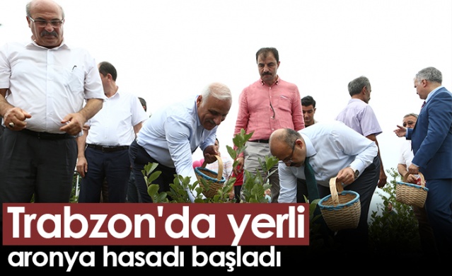 Trabzon'da yerli aronya hasadı başladı Foto Haber