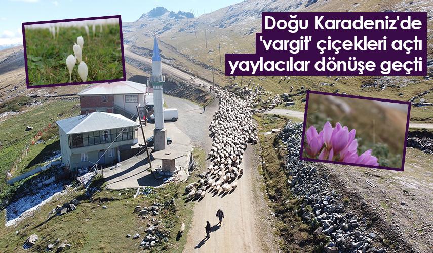 Doğu Karadeniz'de 'vargit' çiçekleri açtı; yaylacılar dönüşe geçti. Foto Haber