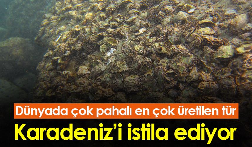 Dünyada çok pahalı ve en çok üretilen tür! Karadeniz'i istila ediyor