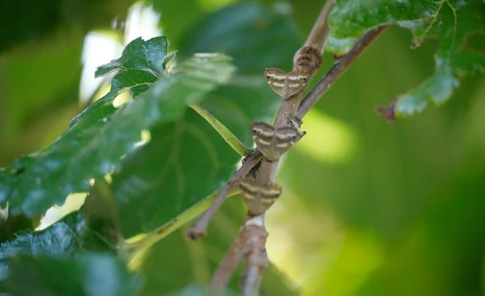 "Vampir Kelebekler" Karadeniz'den sonra şimdi de İstanbul'da görüldü
