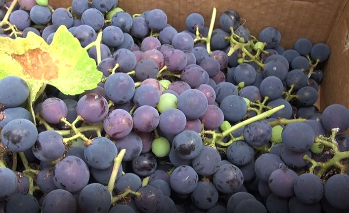 Trabzon'da kokulu üzümden hücre yenileyici krem üretildi Piyasaya ne zaman sunulacak?