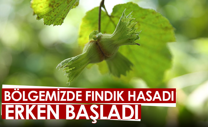 Bölgemizde fındık hasadı erken başladı