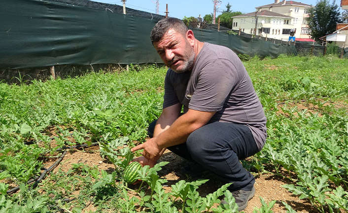 Yalıncak karpuzunda hasat rötarlı başladı