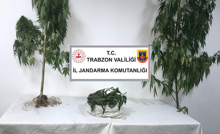 Trabzon’da kenevir eken şahsın evine baskın