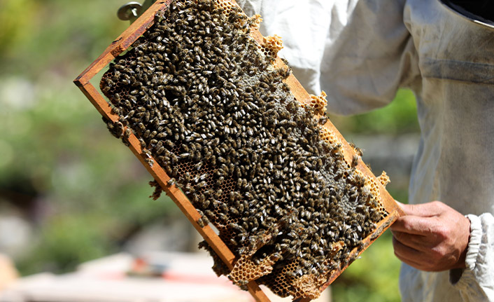 Kaçkarlarda, zorlu şartlarda bal mesaisi sürüyor