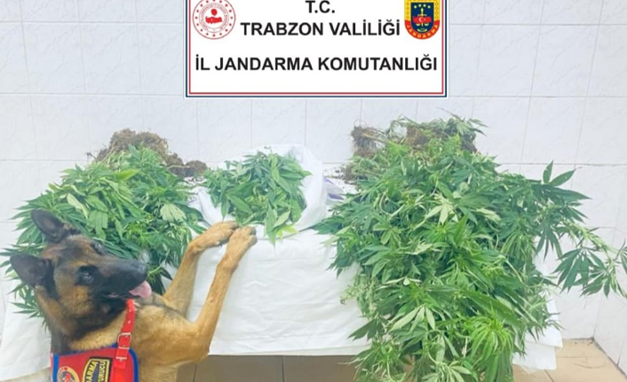 Trabzon’da jandarmadan uyuşturucu operasyonu - 16 Ağustos 2022