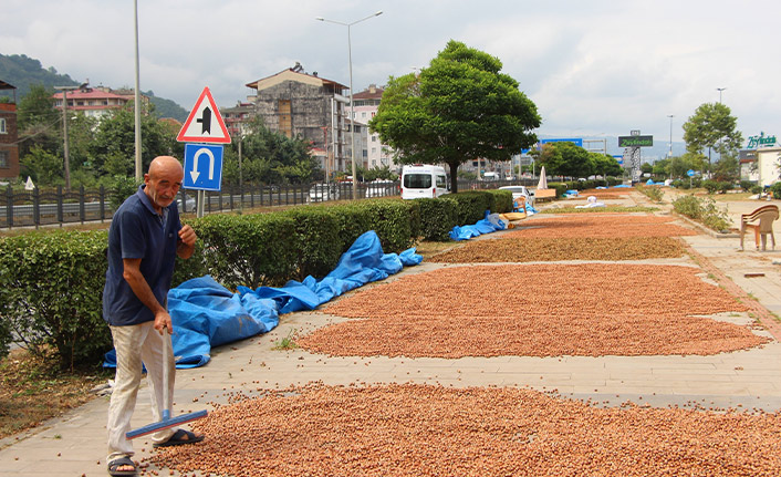 Karadeniz Sahil Yolu, fındıkçılar için harman yeri oldu