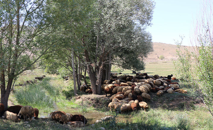Sıcaktan etkilenen büyükbaşlar derede, küçükbaşlar ağaç diplerinde serinliyor