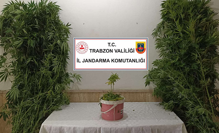 Trabzon’da Jandarmadan uyuşturucu baskını