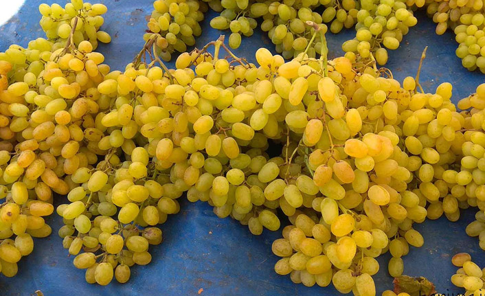 Çekirdeksiz kuru üzüm fiyatları! 2022 Üzüm fiyatları ne kadar?
