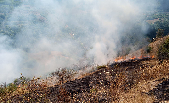 20 dönümlük alan, çıkan yangınla zarar gördü
