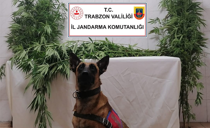 Trabzon’da orman içine ekilen kenevirler yakalandı