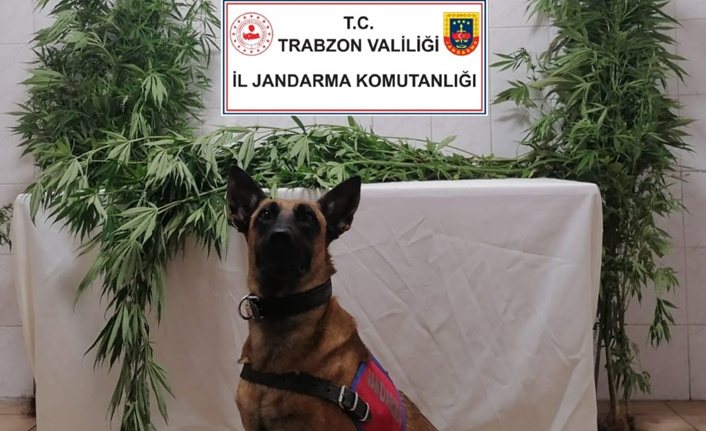 Trabzon'da farklı adreslere uyuşturucu operasyonu! 4 kişiye gözaltı