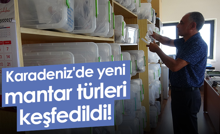 Karadeniz'de yeni mantar türleri keşfedildi!