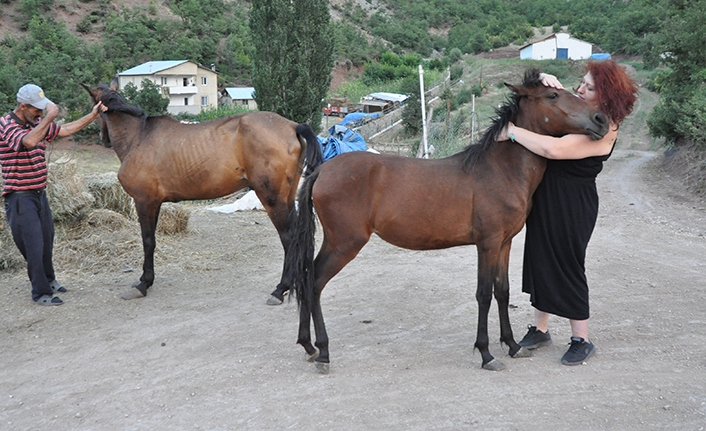 "Mucizeler Diyarı" bakıma muhtaç atlara yuva oldu