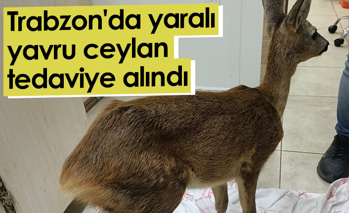 Trabzon'da yaralı yavru ceylan tedaviye alındı