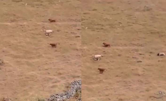 Hayvanlarına saldıran ayıya böyle seslendi