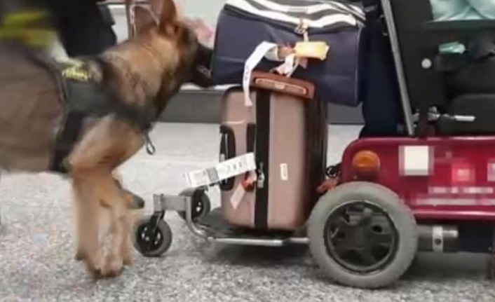 Engelli taklidi yapan yolcunun tekerlekli sandalyesinden 13 kg uyuşturucu çıktı