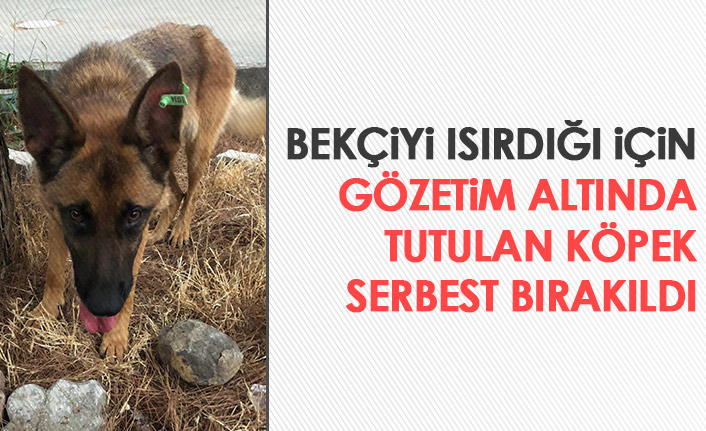 Gözaltında tutulan köpek serbest bırakıldı!