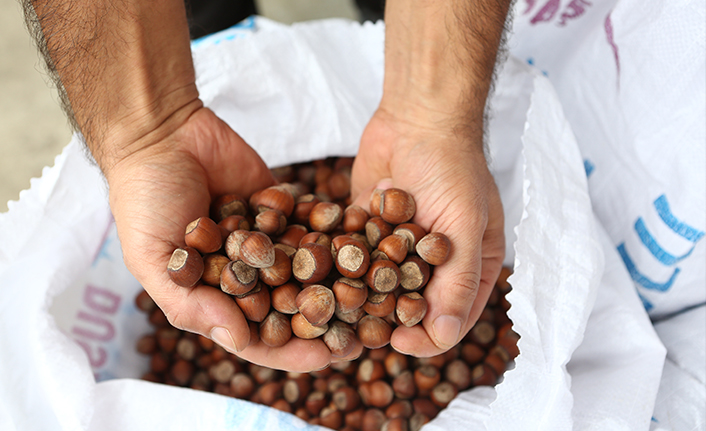 TMO, Trabzon'da fındık alımına devam ediyor