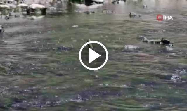 Artvin'de avladığı balığı ağzı ile taşıyan yılan görüntülendi. 28 Temmuz 2022