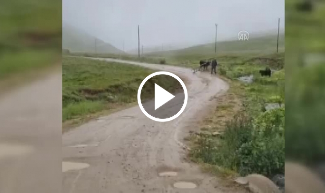 Trabzon'da yaylada inek seferberliği!. Video Haber