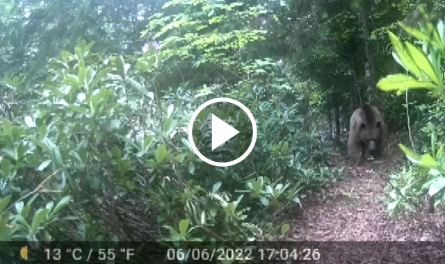 Trabzon'da eve dadanan ayı kameraya yansıdı. video haber. 22.06.2022