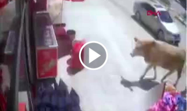 Bayburt'ta markete giren inekler kamerada. Video Haber