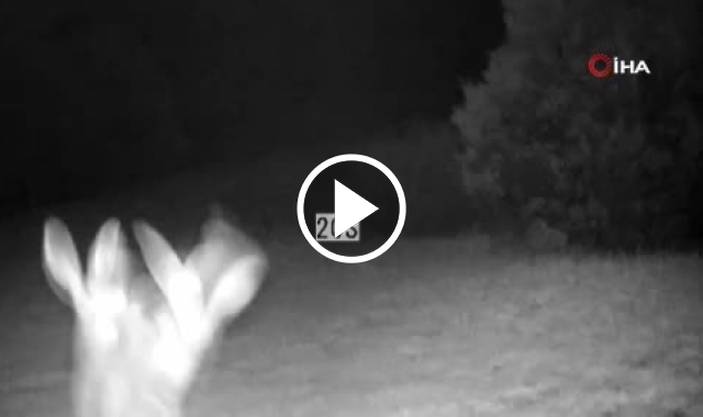 Artvin'de tavşanların kavgası fotokapana yakalandı. Video Haber