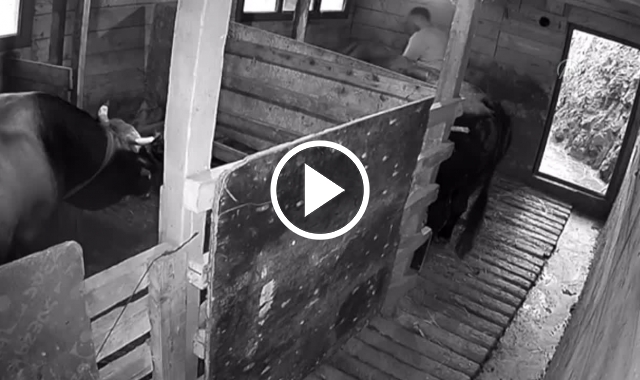 Artvin'de boğanın saldırısına uğrayan kişi yaralandı. Video Haber